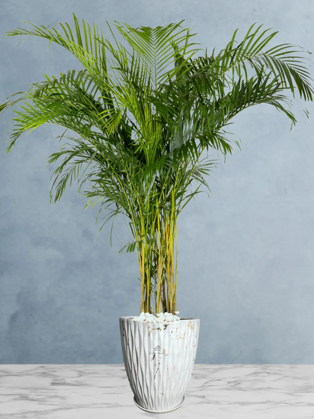 Potted XXL Areca Palm 220-240 cm Regular Ceramic White Pot