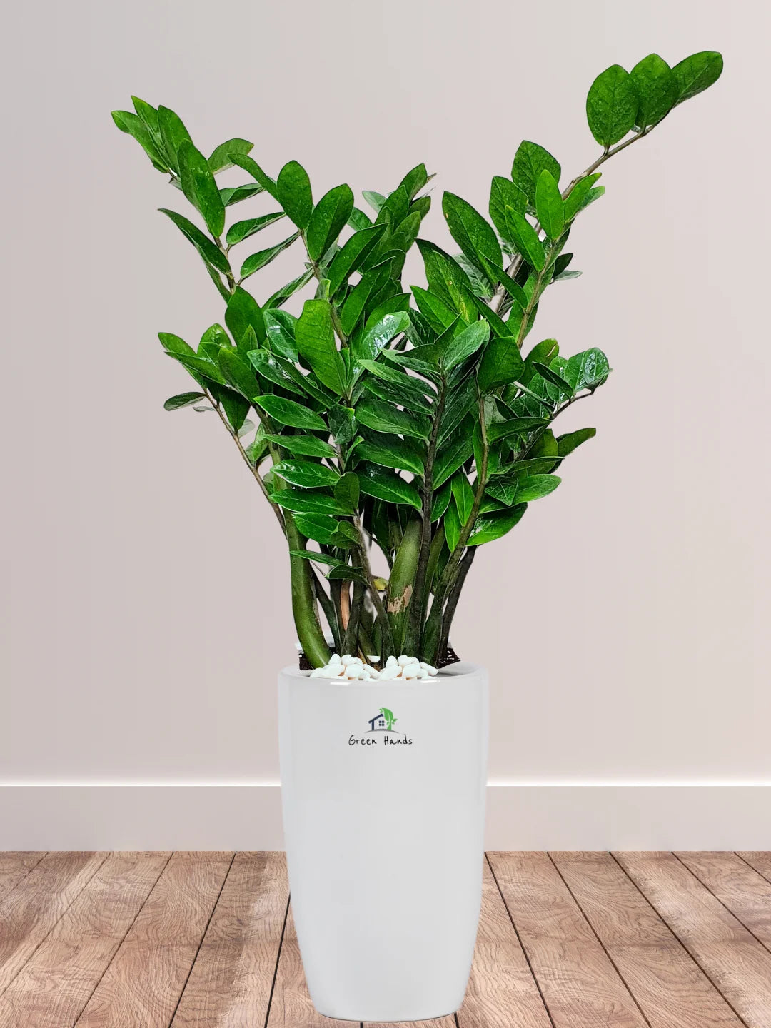 is zamia and zz plant the same Potted ZZ Plant | 80–90cm | Low Light