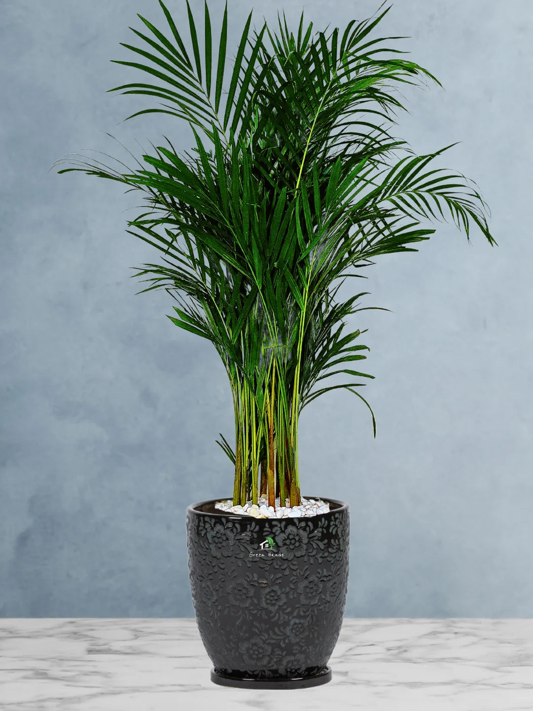 Large Potted Areca Palms - The Ultimate Air-Purifying Plant & Our Best Seller