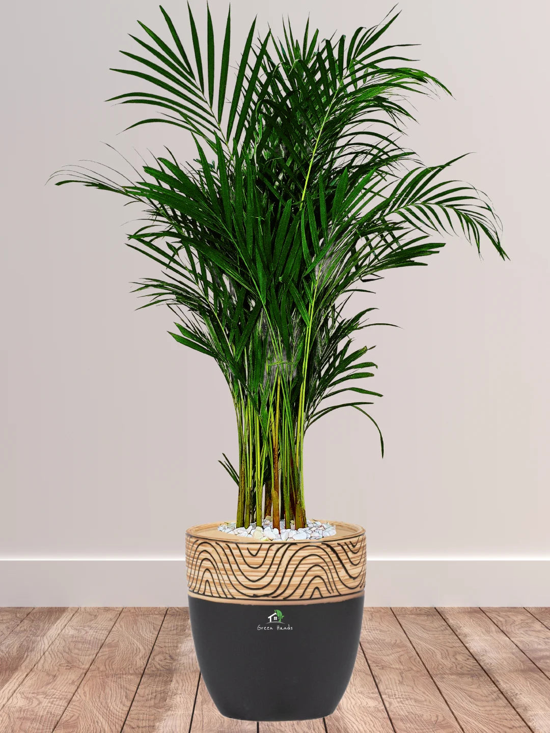 Large Potted Areca Palms - The Ultimate Air-Purifying Plant & Our Best Seller