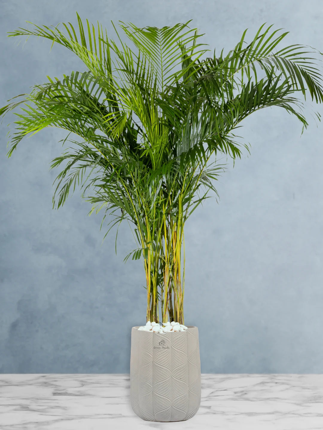 Potted XXL Areca Palm 220-240 cm Fiber Grey Pot