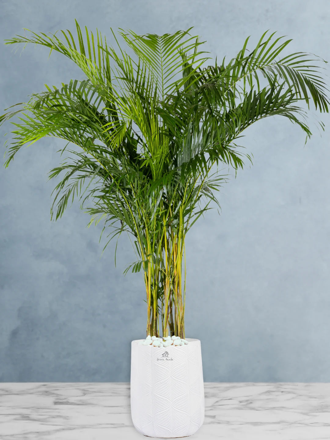 Potted XXL Areca Palm 220-240 cm Fiber White Pot