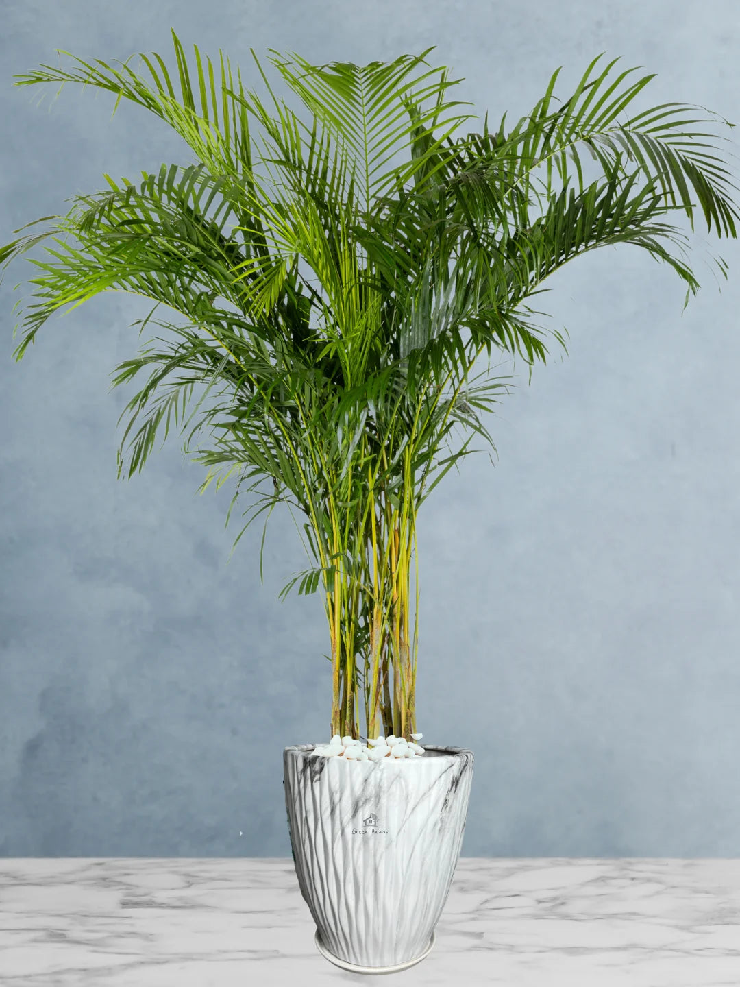 XXL Areca Palms in Dubai and UAE: The Ultimate Air Purifier