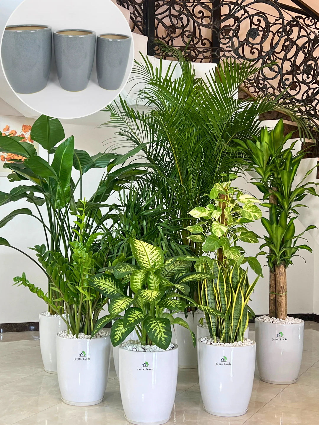 xl indoor plant pot Luxury Office Plant Bundle
