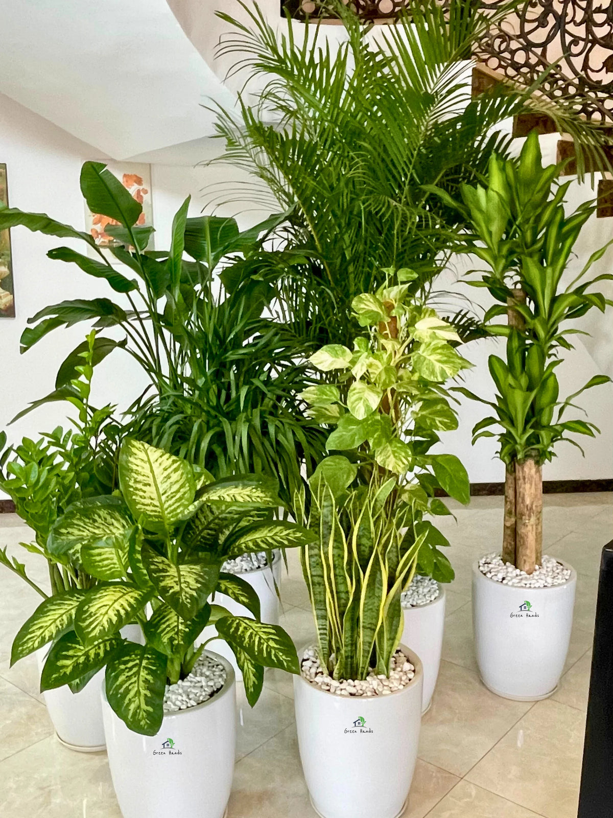 XL-XXL Indoor Potted Plants