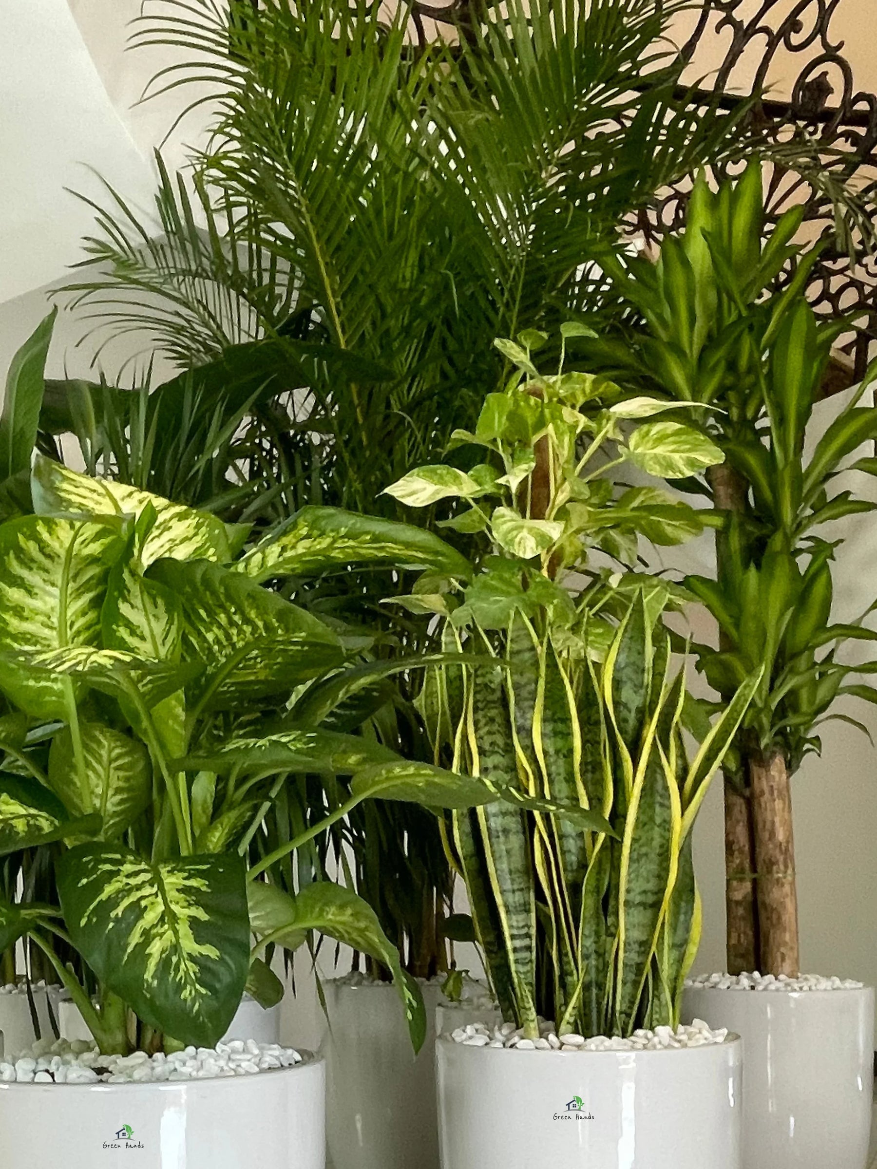 luxury indoor plants Luxury Office Plant Bundle