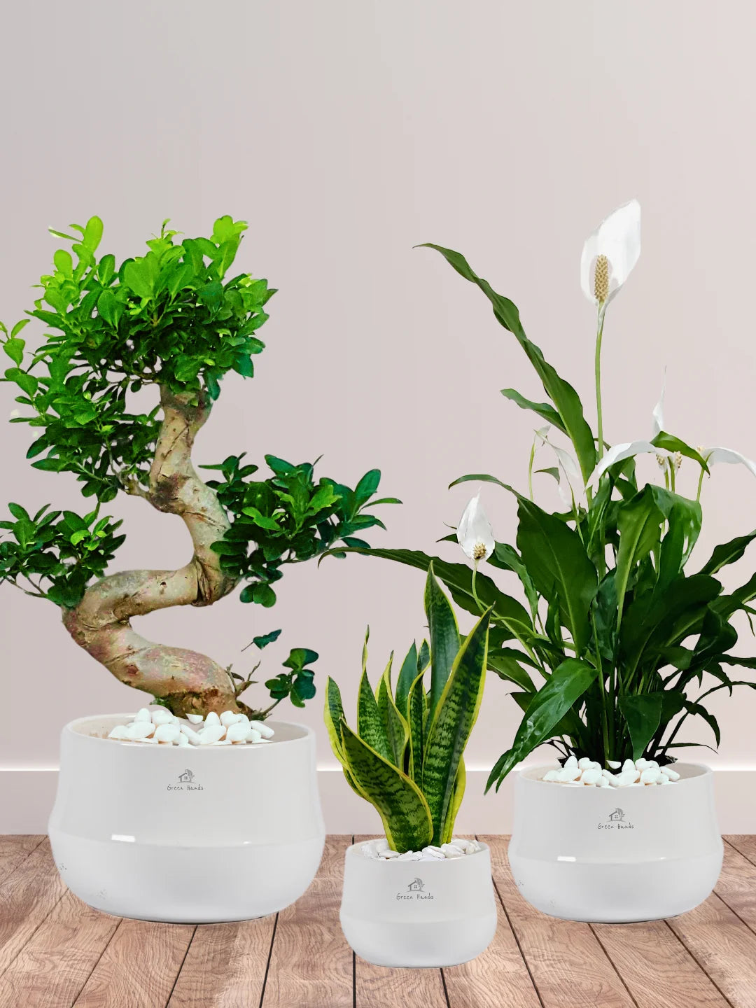 Premium Indoor Plant Bundle: Peace Lily, S Bonsai & Snake Plant in Ceramic Pots