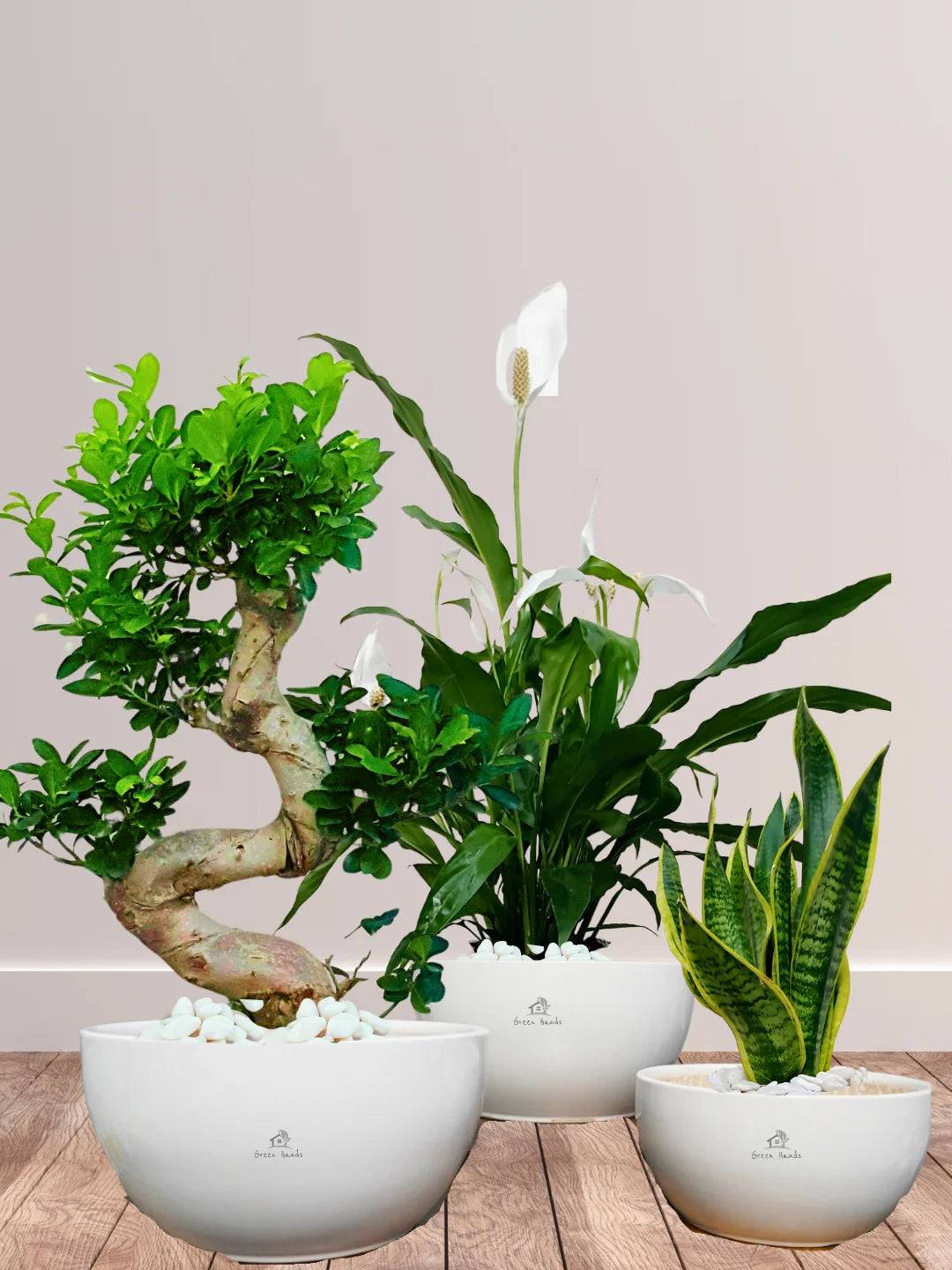 snake lily white Potted Peace Lily, S Bonsai & Snake Plant Bundle
