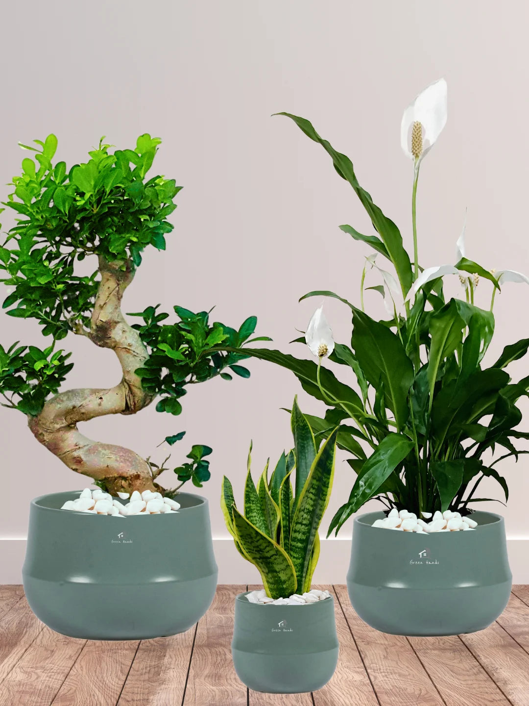 Premium Indoor Plant Bundle: Peace Lily, S Bonsai & Snake Plant in Ceramic Pots
