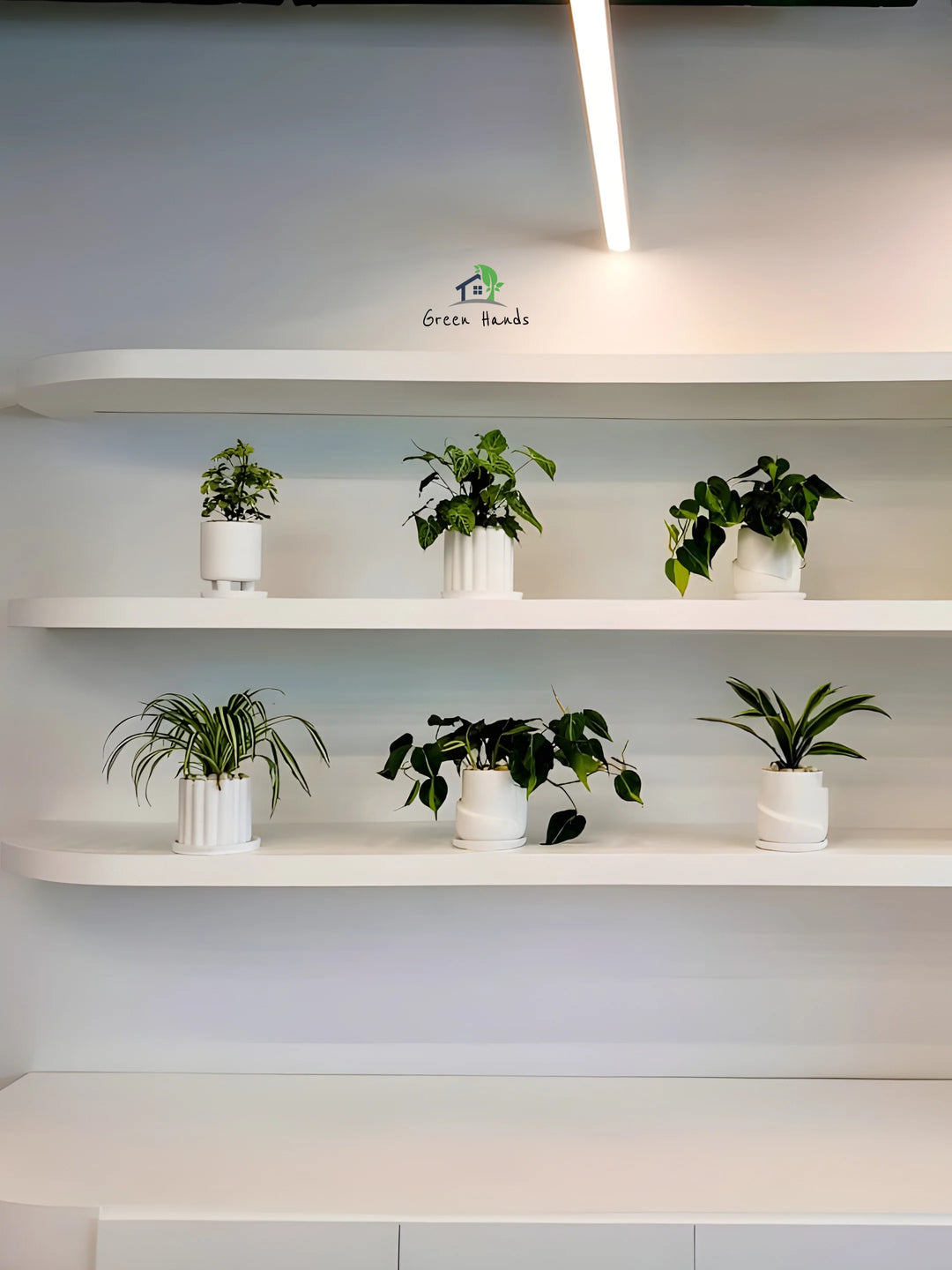 Six-Premium-Potted-Desktop-Plants-in-Premium-Pots-Mix-Whites-2