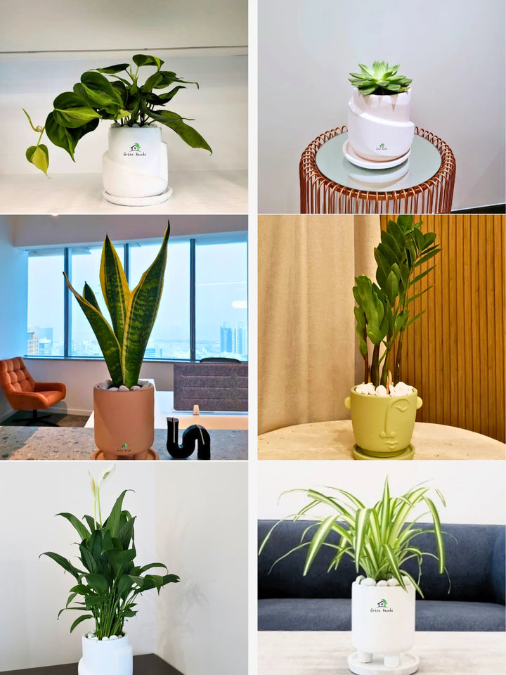 Six-Premium-Potted-Desktop-Plants-in-Premium-Pots-I-Will-Choose