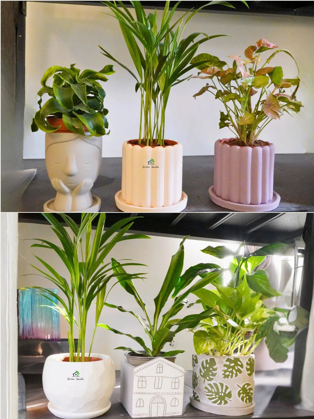 Six-Premium-Potted-Desktop-Plants-in-Premium-Pots-Green-Hands-Mix