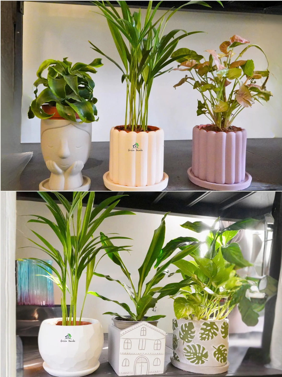 Six-Premium-Potted-Desktop-Plants-in-Premium-Pots-Green-Hands-Mix