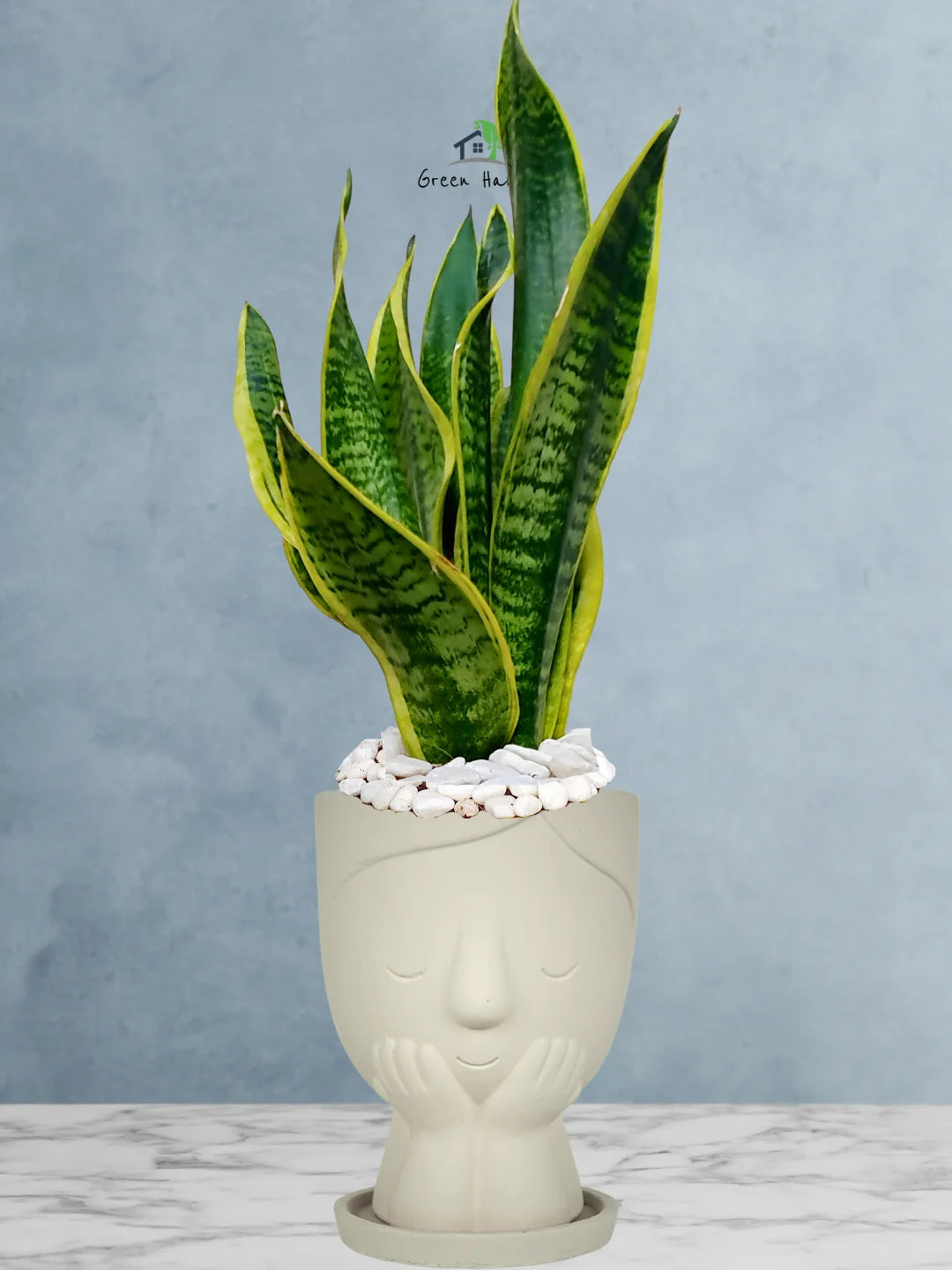Premium Potted Desktop Snake Plant | 40-50 cm in Adorable Modern Minimalistic Planters