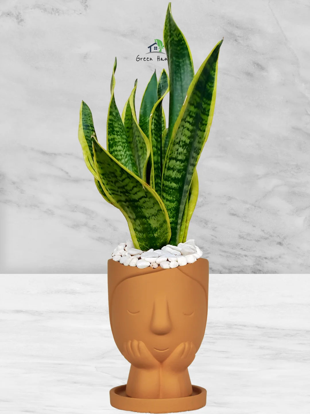 snake plant in terracotta Potted Desktop Snake Plant | 35–45cm