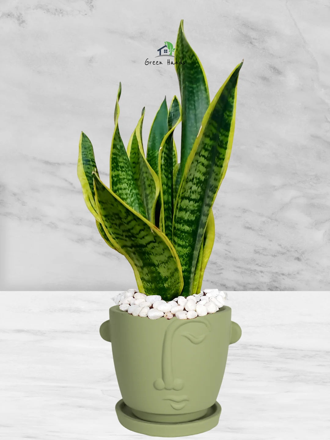 planters for snake plant Potted Desktop Snake Plant | 35–45cm