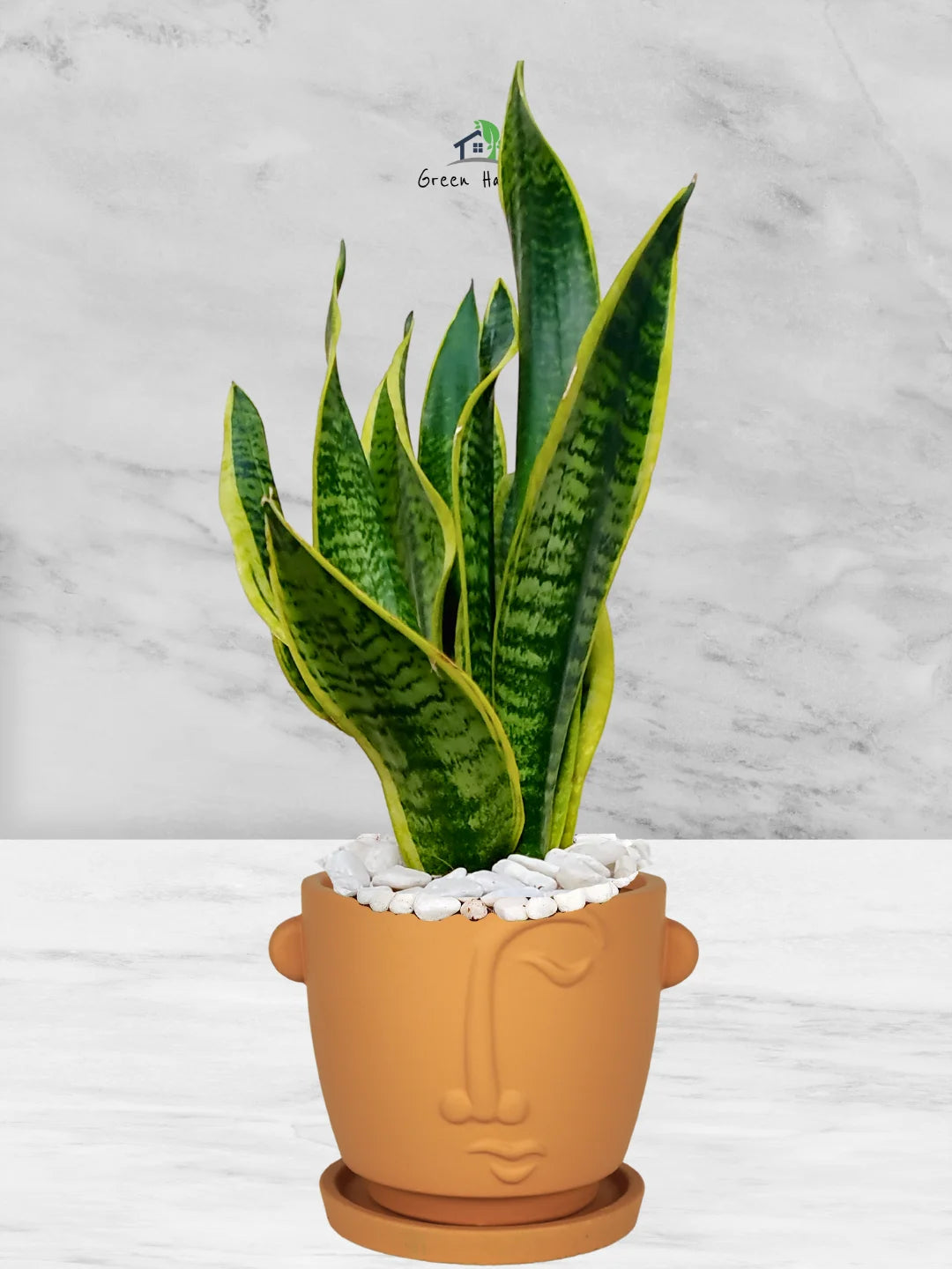 snake plant in terracotta pot Potted Desktop Snake Plant | 35–45cm