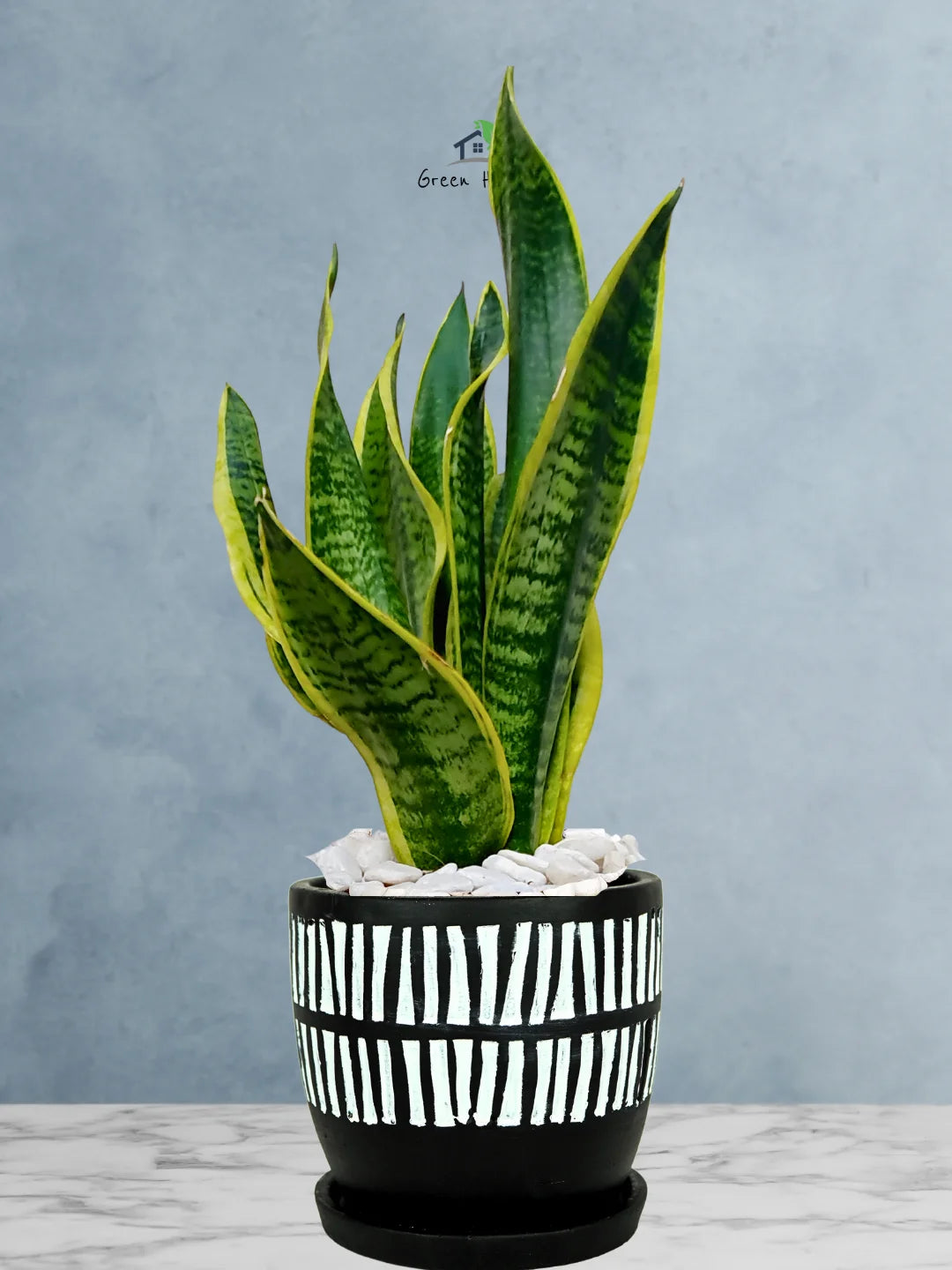 snake plant modern planter Potted Desktop Snake Plant | 35–45cm