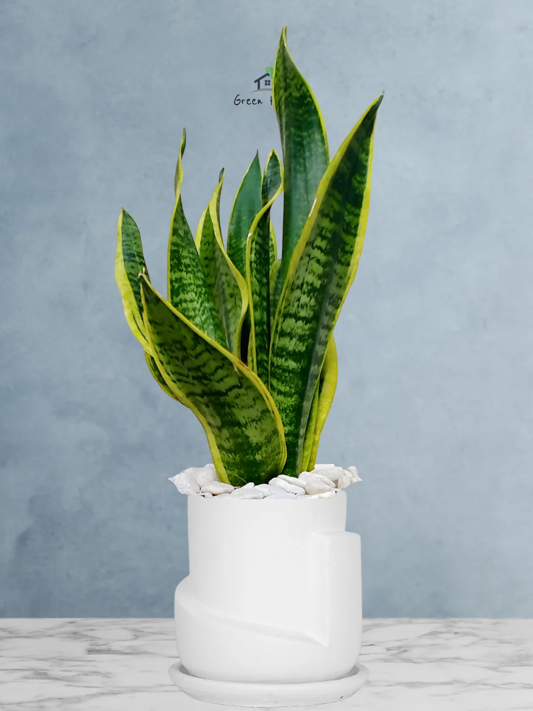 Premium Potted Desktop Snake Plant | 40-50 cm in Adorable Modern Minimalistic Planters