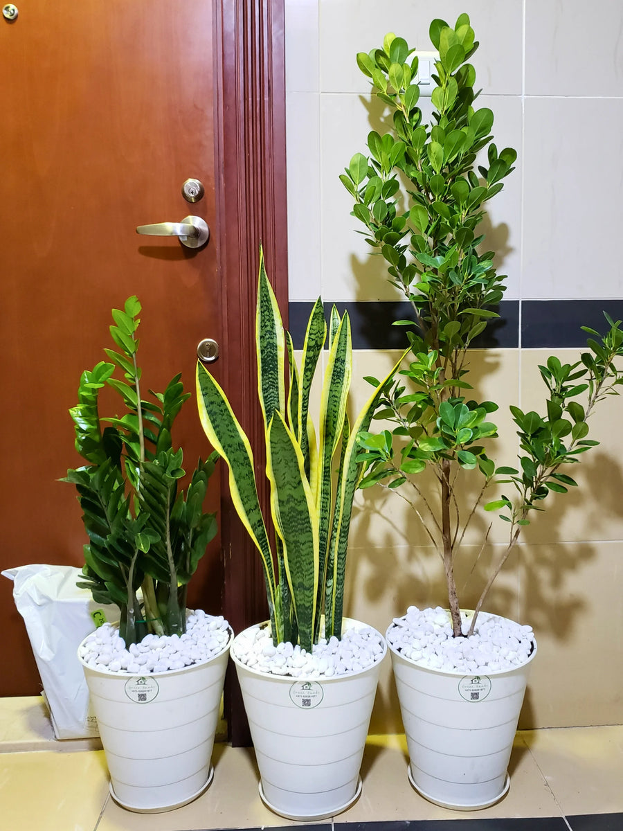 zz plant name in hindi Potted ZZ, Ficus Panda & Snake Starter Bundle