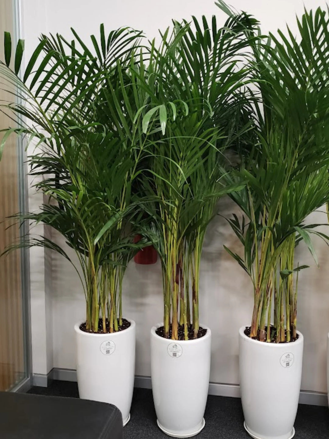 palms plants pottery Three Large Potted Areca Palms | Ceramic Pots
