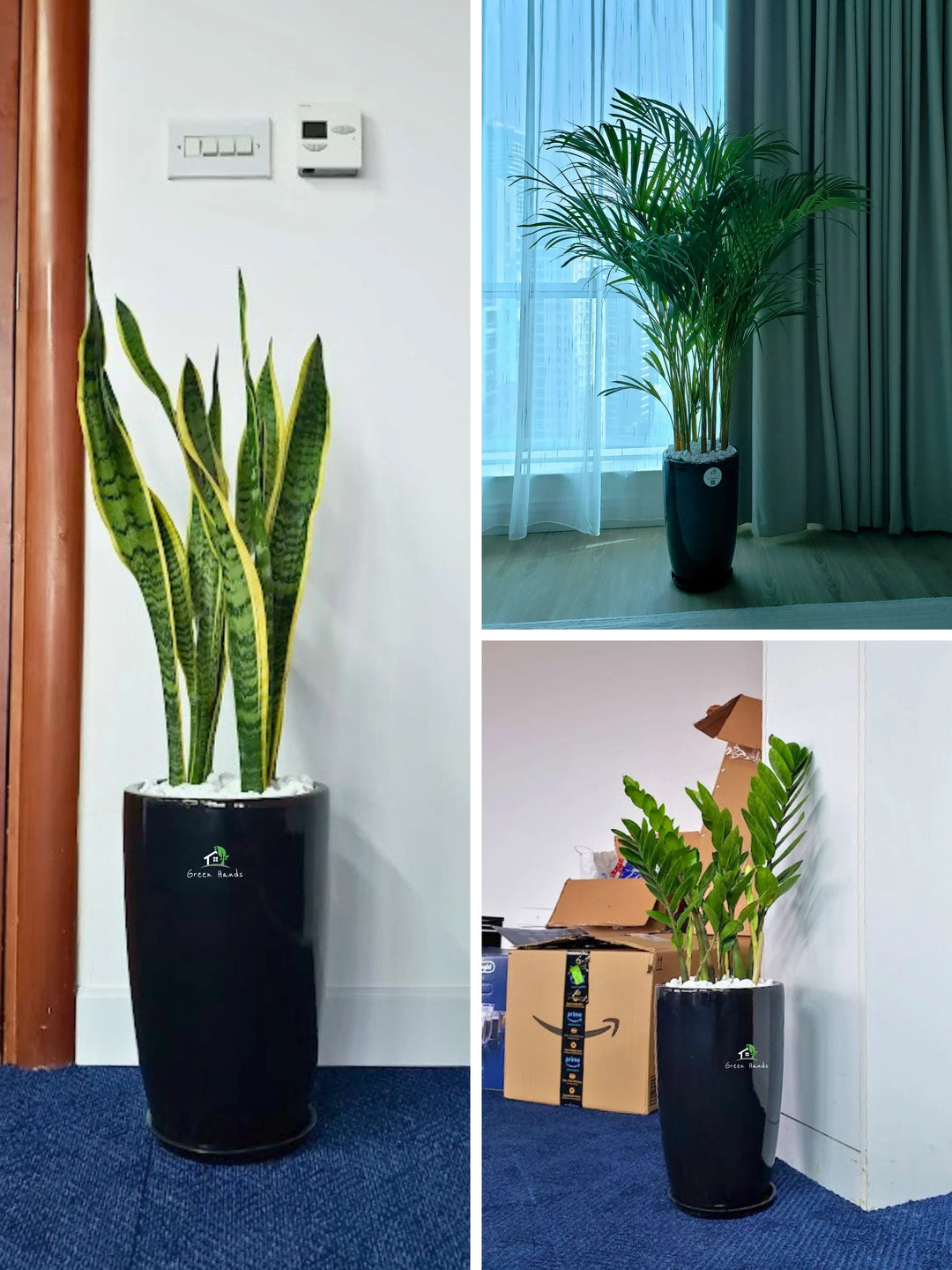 zz plant and snake plant in same pot Potted Areca Palm, Snake Plant & ZZ Bundle