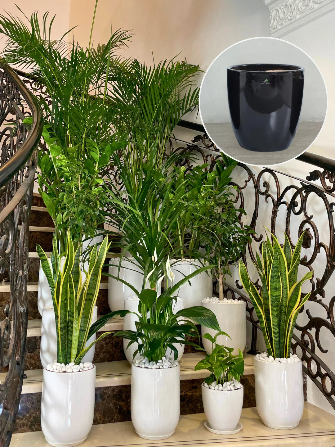 Collection of potted plants on a staircase with a close-up of a black pot.