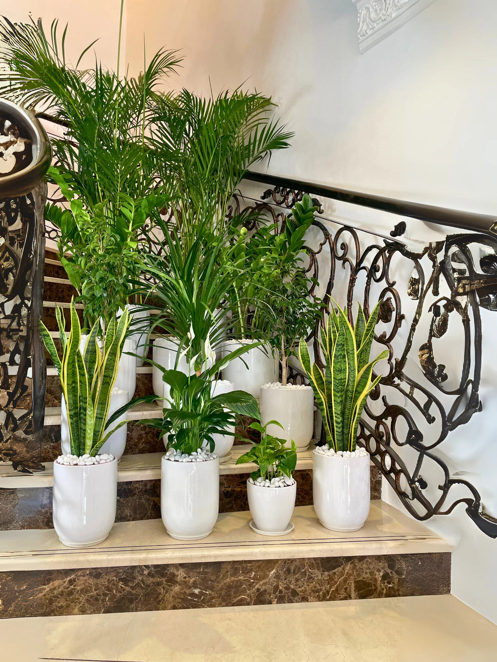 Decorative indoor plants in white pots on a staircase with ornate railings.