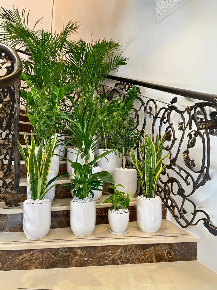 Decorative indoor plants in white pots on a staircase with ornate railings.