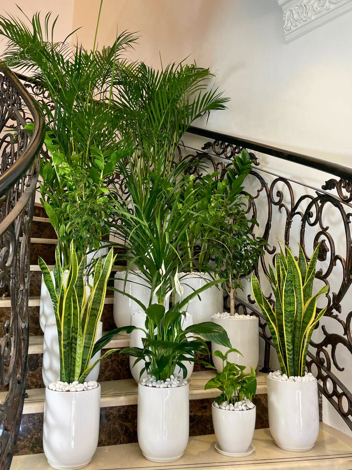 Ultimate-12-Indoor-Plant-Bundle-in-White-Ceramic-Pots