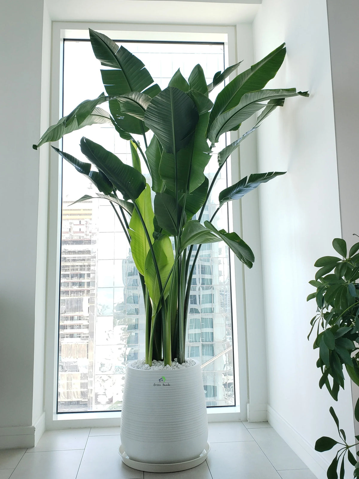 XL-XXL Indoor Potted Plants