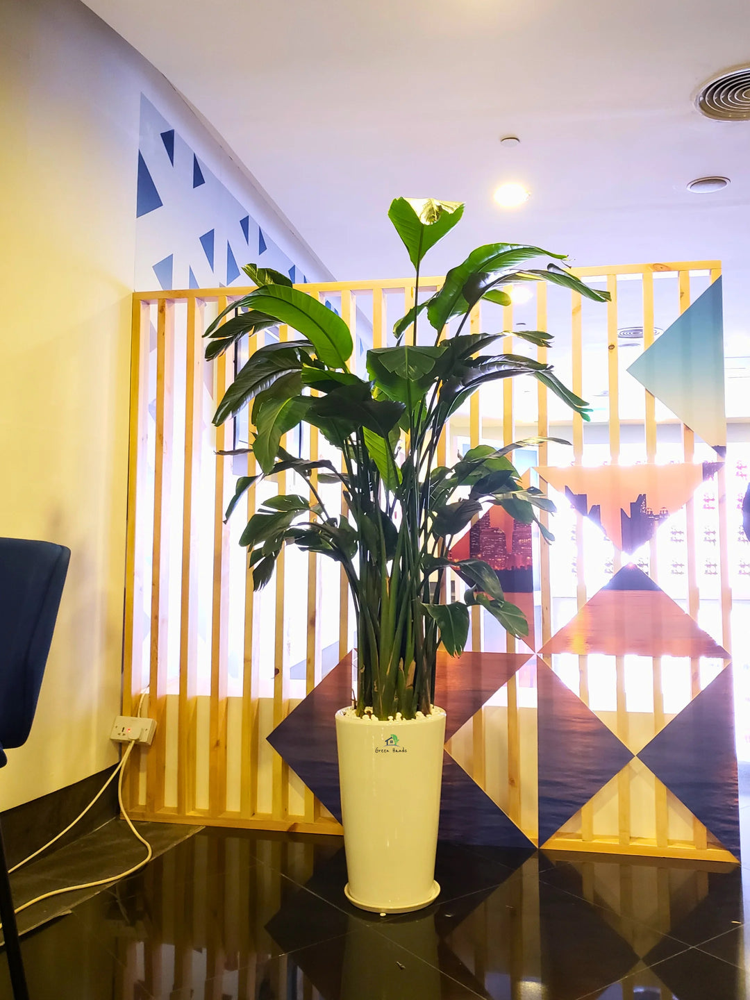 pot size for bird of paradise plant XL Potted Bird of Paradise | 170–200cm