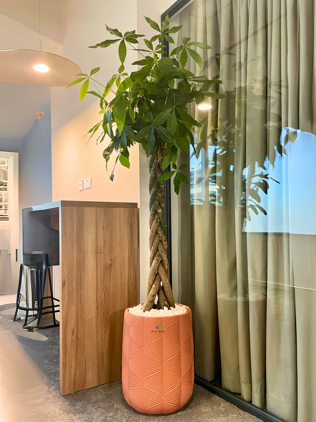 Money Tree 18 Inches XL Potted Braided Money Tree | Pachira | Premium Pot UAE – Green Hands