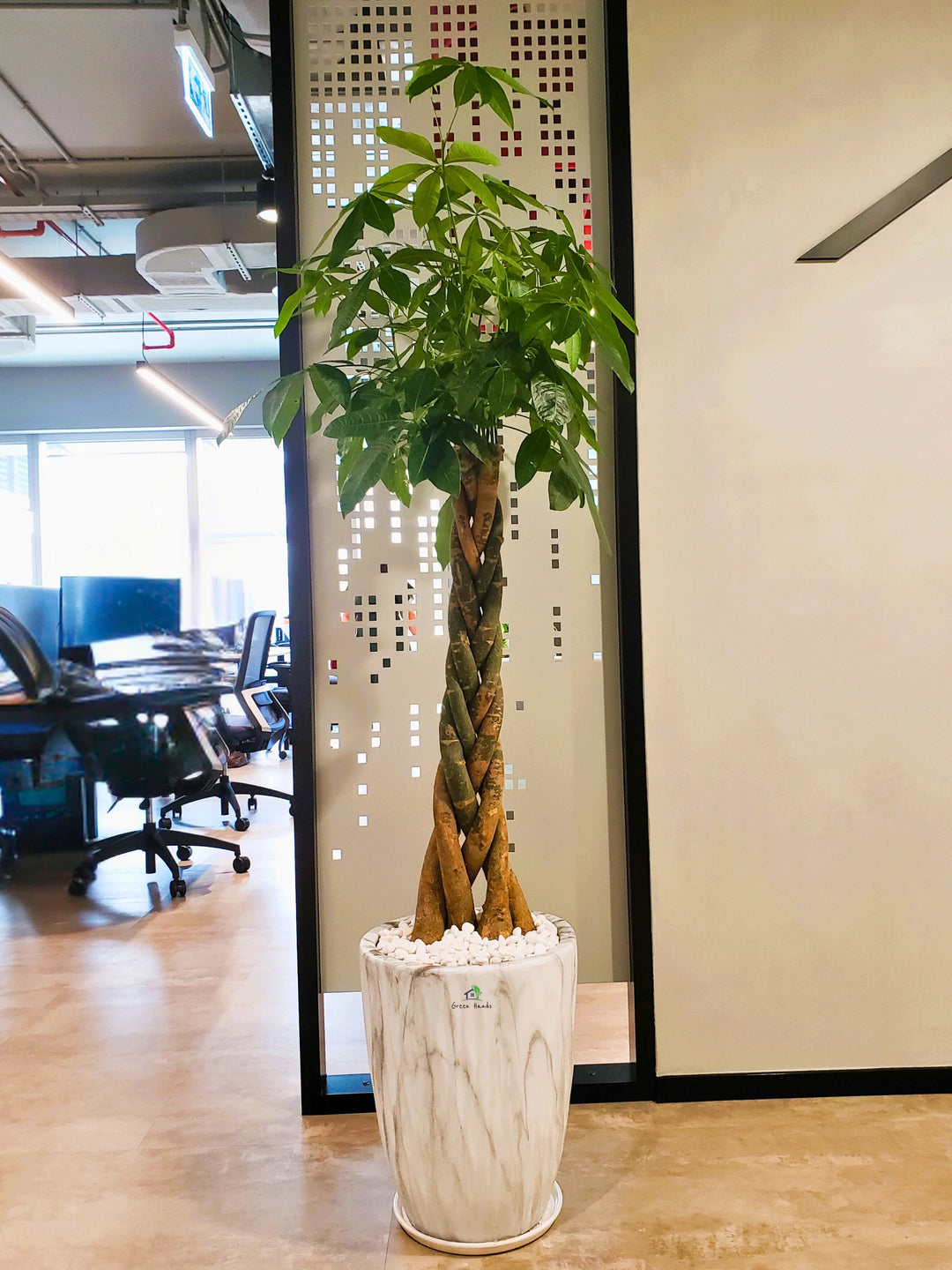 money tree pot XL Potted Braided Money Tree | Pachira