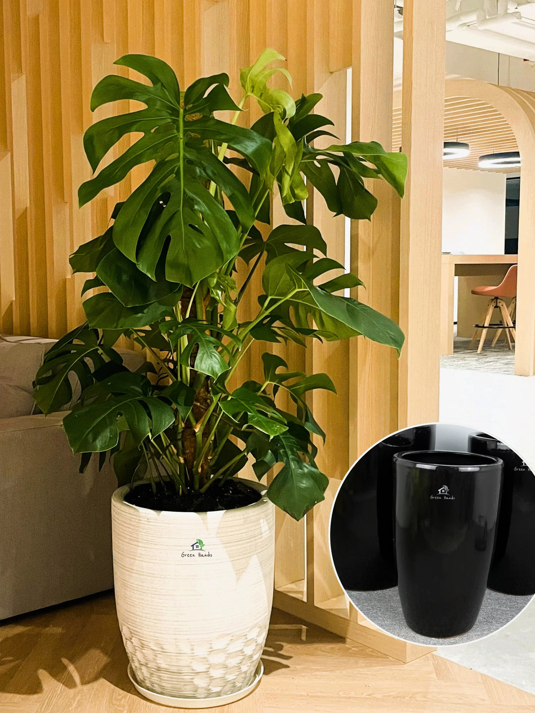 monstera plant with pot XL Potted Monstera Deliciosa | 140–160cm