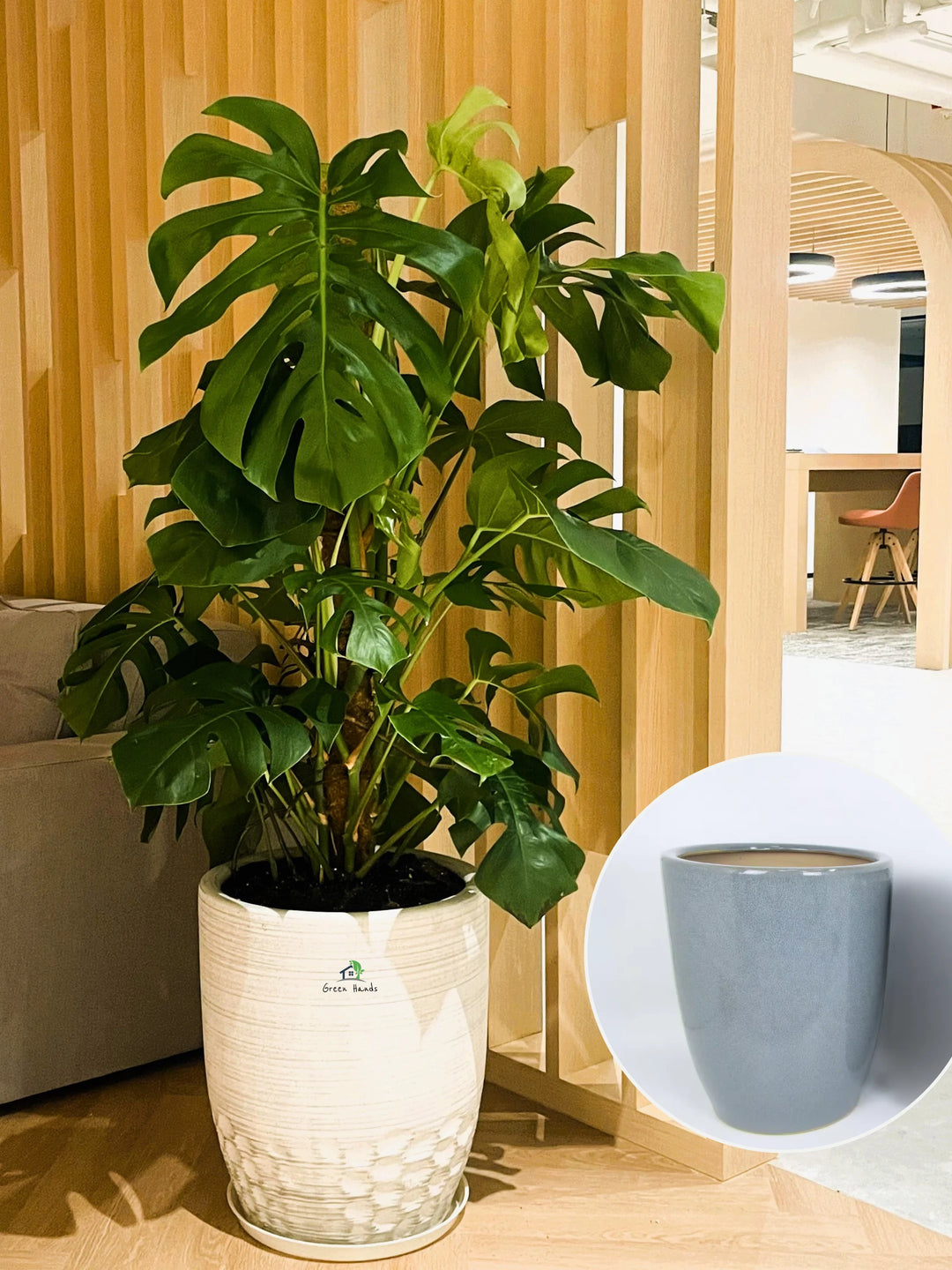 XL-Monstera-in-Grey-Ceramic-Pot