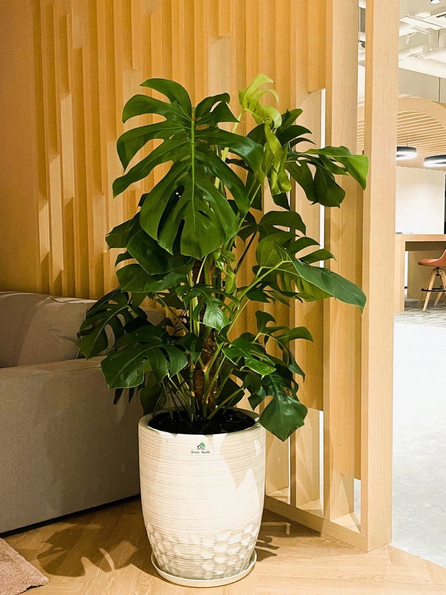 monstera plant pot size XL Potted Monstera Deliciosa | 140–160cm