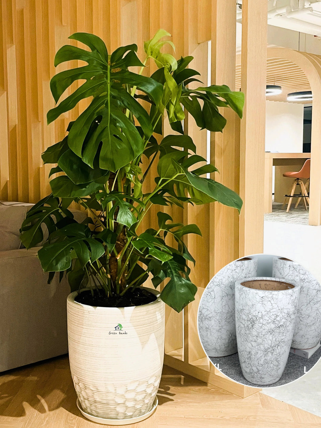 best size pot for monstera deliciosa XL Potted Monstera Deliciosa | 140–160cm