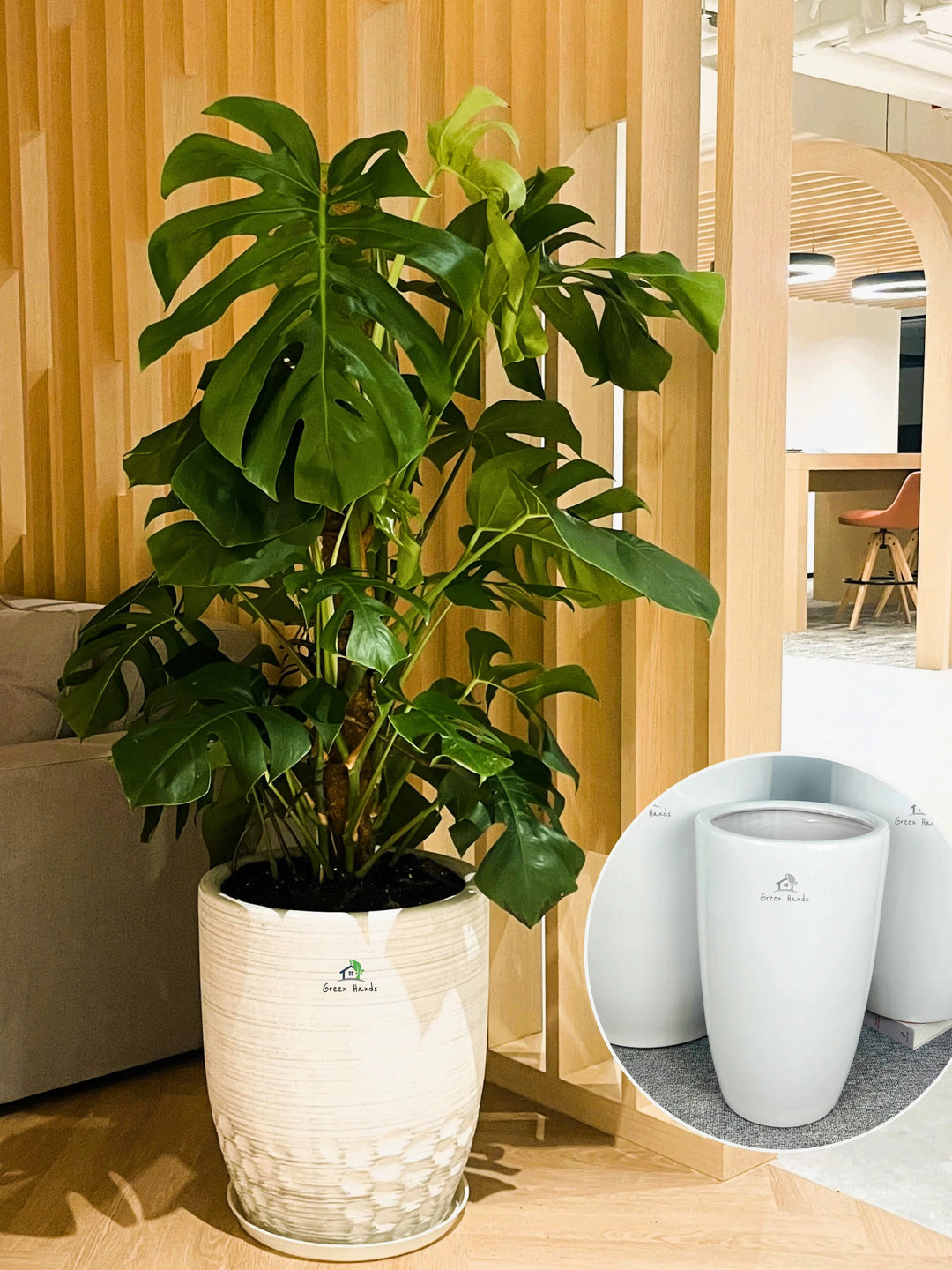 pots for cheese plants XL Potted Monstera Deliciosa | 140–160cm