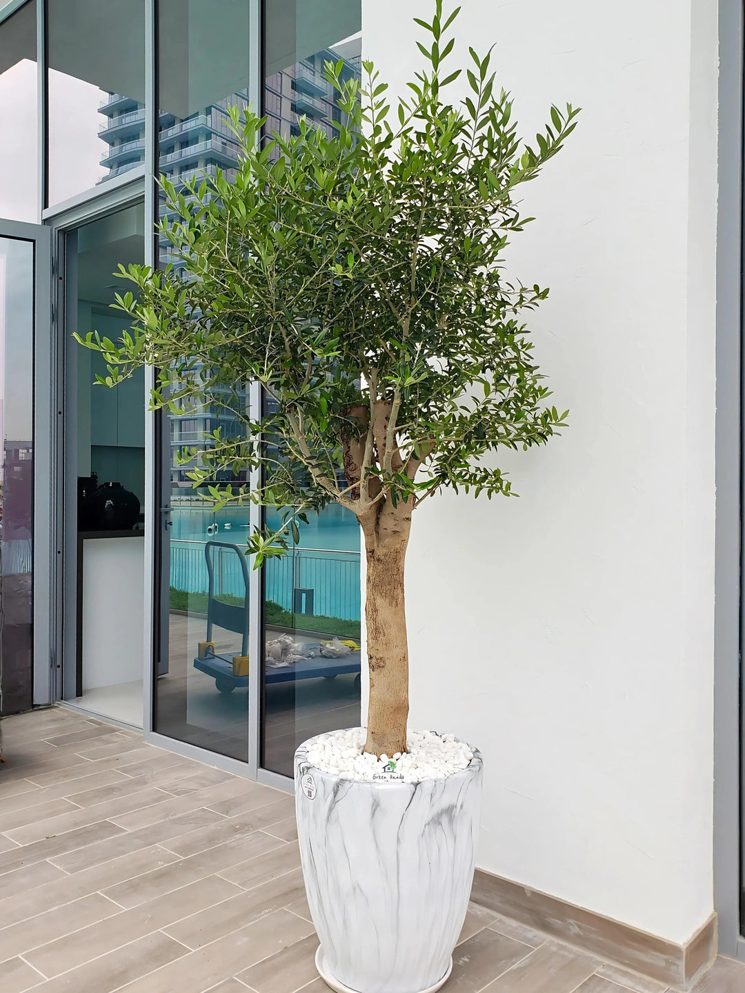 Xl Tree XL Potted Indoor Olive Tree | 170–200cm | Premium Pot UAE – Green Hands