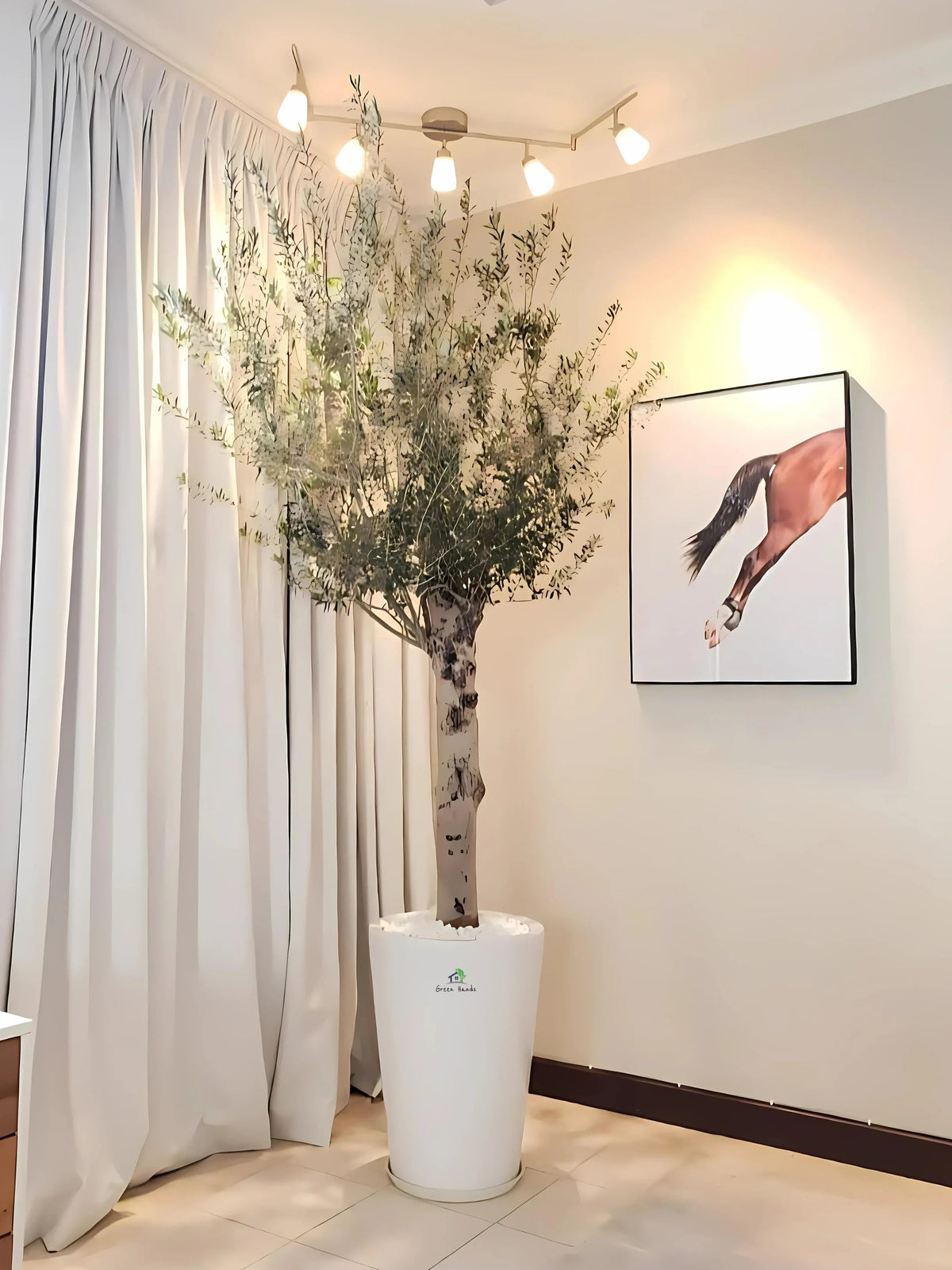 XL-XXL Potted Indoor Plants