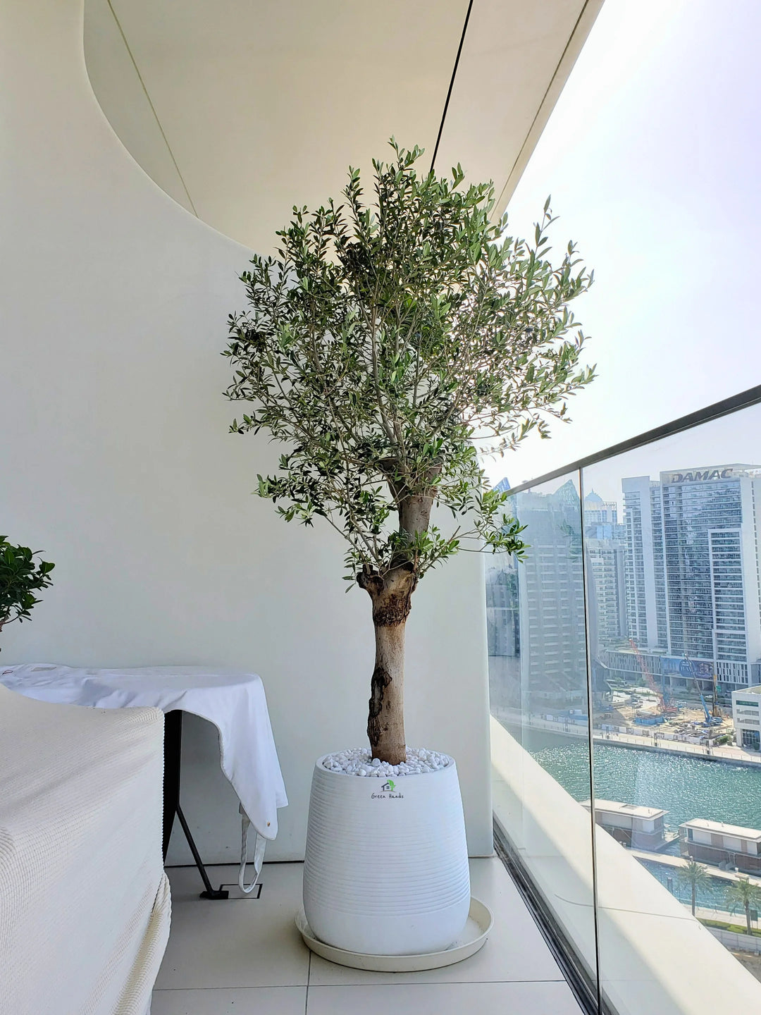 Xl Tree XL Potted Indoor Olive Tree | 170–200cm | Premium Pot UAE – Green Hands