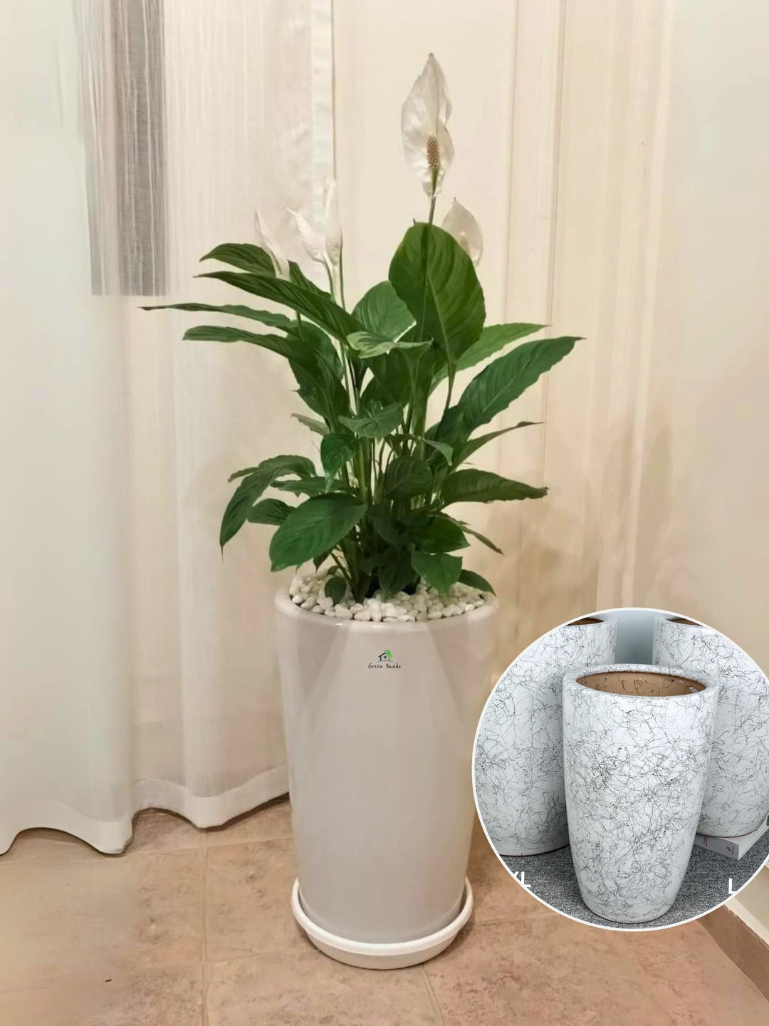 marble peace lily XL Potted Peace Lily | 100–120cm