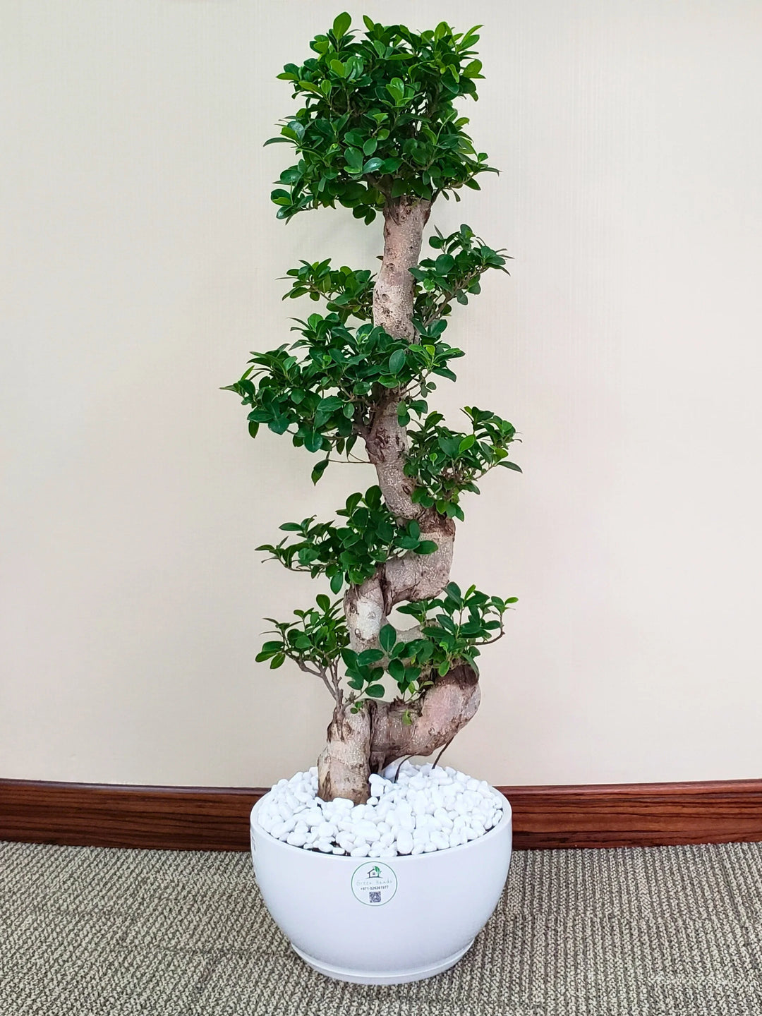 bonsai tree dubai XL Potted S-Shape Bonsai | Statement Plant UAE
