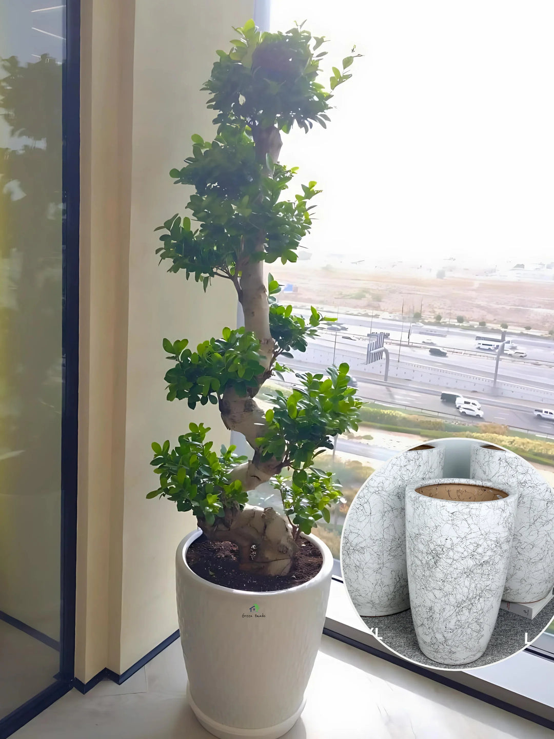 XL Potted S Shape Bonsai Statement Plant UAE Pot Included Green Hands xl-potted-s-shape-bonsai-statement-plant-uae-pot-included-green-hands