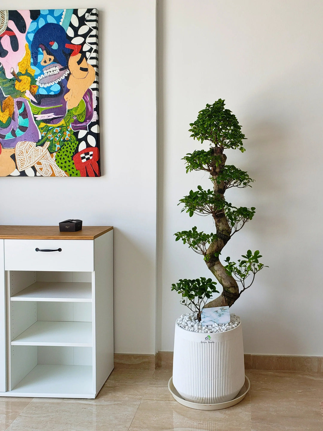XL Potted S Shape Bonsai Statement Plant UAE Pot Included Green Hands xl-potted-s-shape-bonsai-statement-plant-uae-pot-included-green-hands