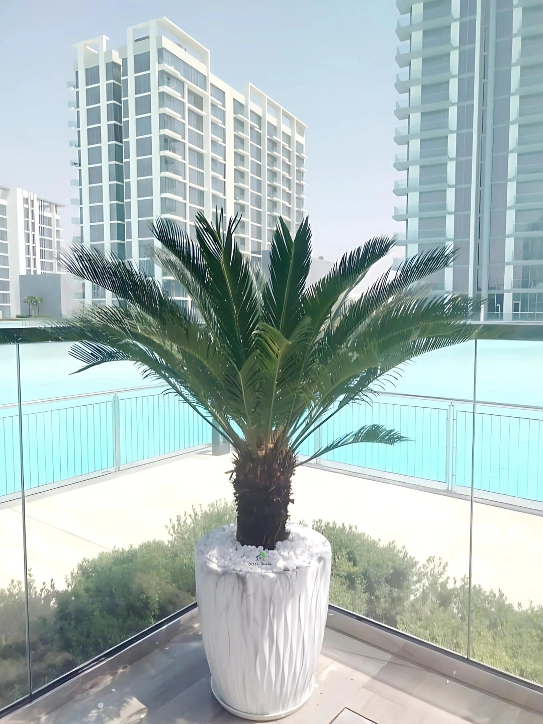 sago palm in planter XL Potted Cycas Revoluta | Sago Palm