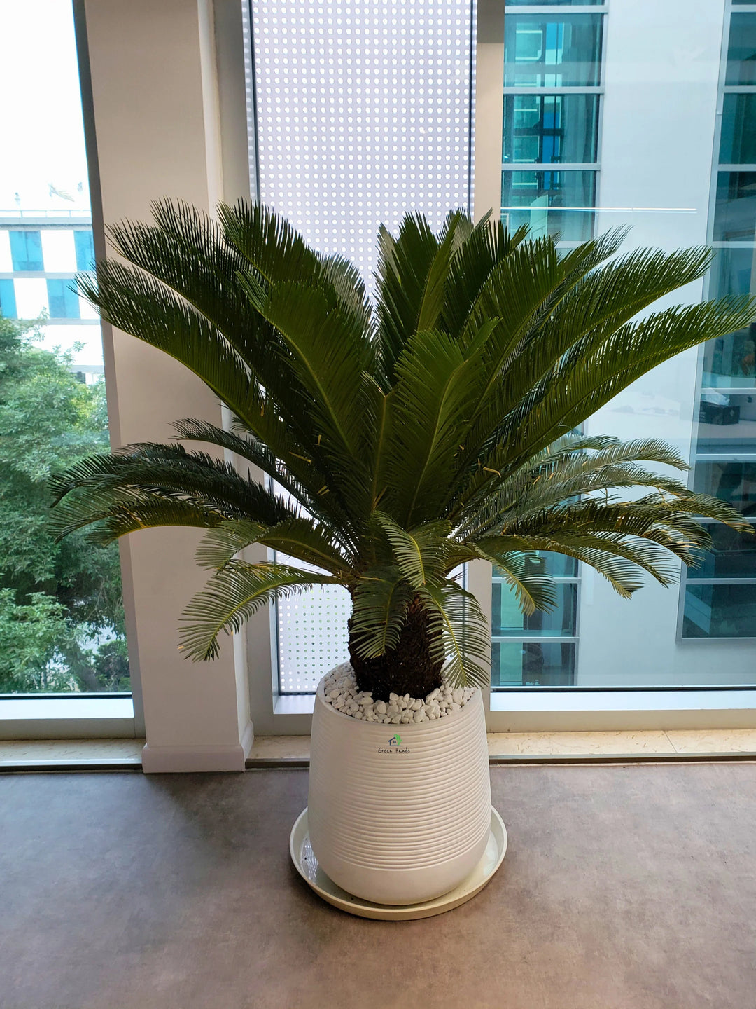 sago palm plant indoor XL Potted Cycas Revoluta | Sago Palm