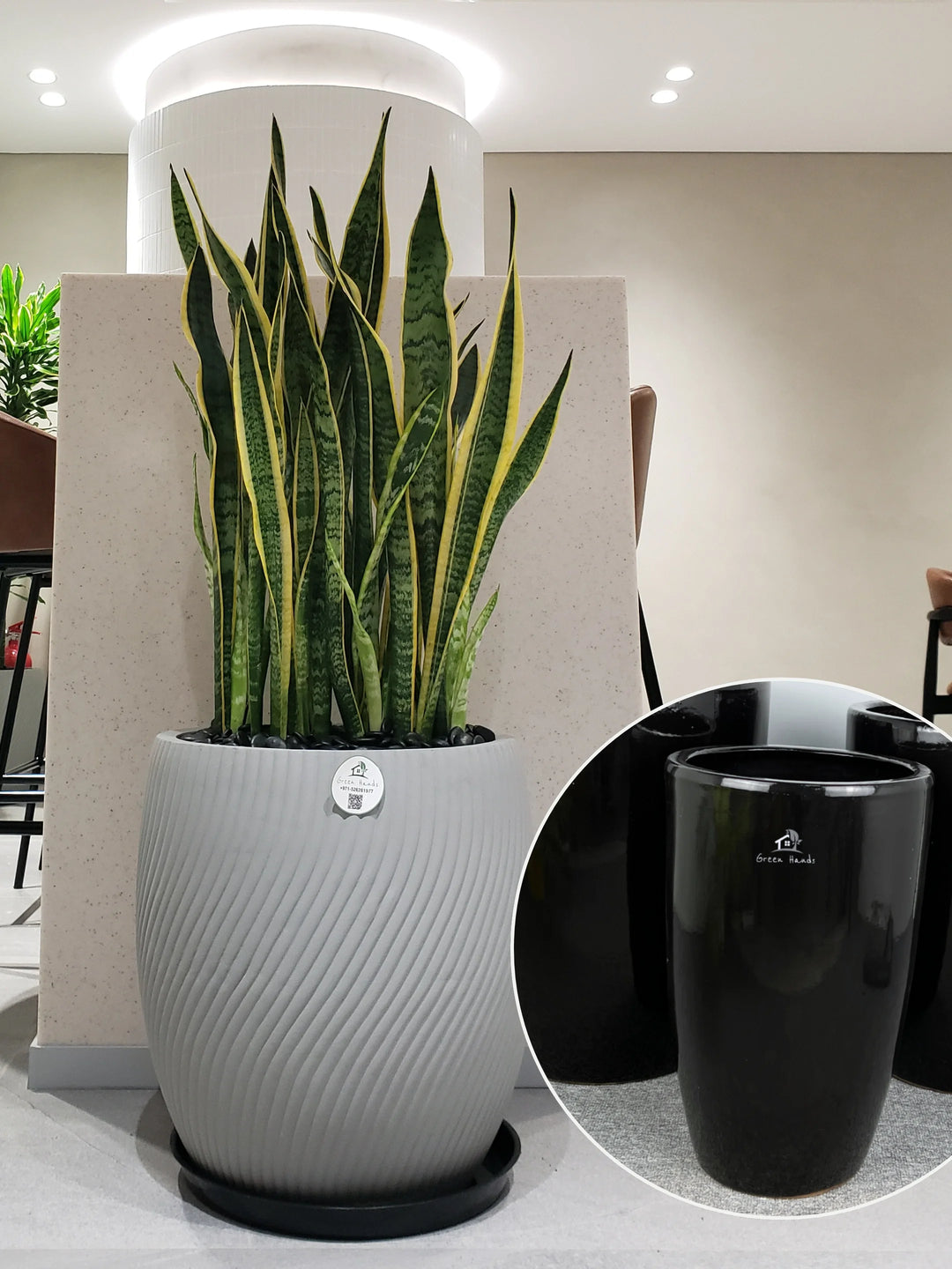 snake plant air filtration XL Potted Snake Plant | 90–110cm