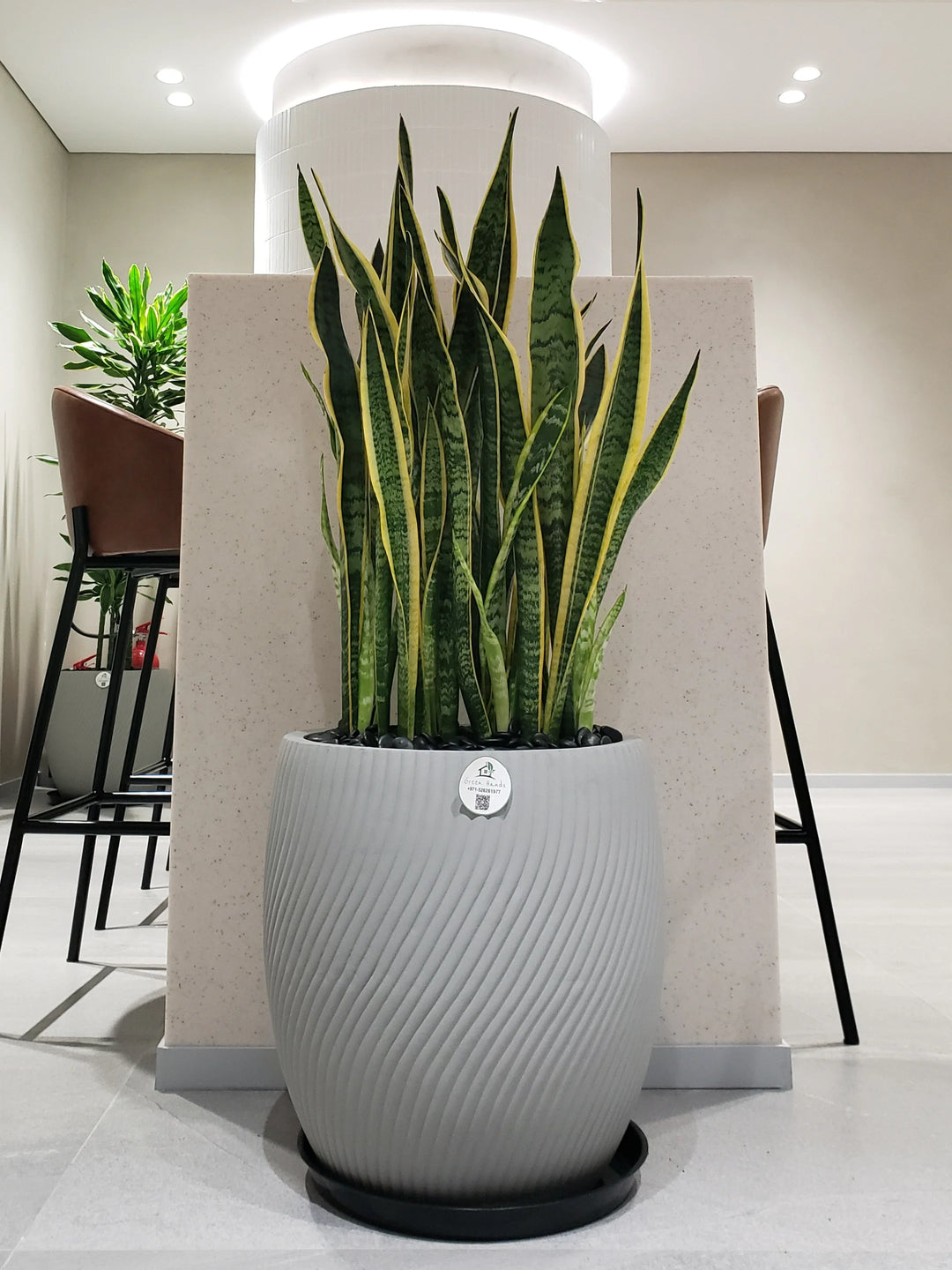 snake plant purification XL Potted Snake Plant | 90–110cm